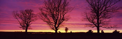 Framed Oak Trees, Sunset, Sweden Print