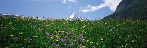 Framed Wild Flowers, Matterhorn Switzerland Print