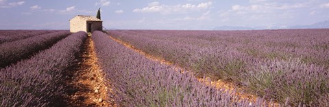 Framed Lavender Field, Valensole Province, France Print