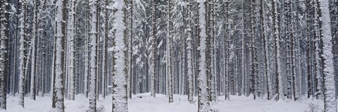 Framed Snow covered trees in a forest, Austria Print