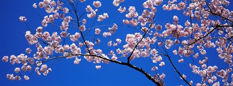 Framed Cherry Blossoms Washington DC Print