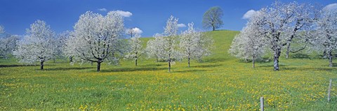 Framed View Of Blossoms On Cherry Trees, Zug, Switzerland Print
