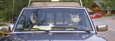 Framed Close-up of two dogs in a pick-up truck, Main Street, Talkeetna, Alaska, USA Print