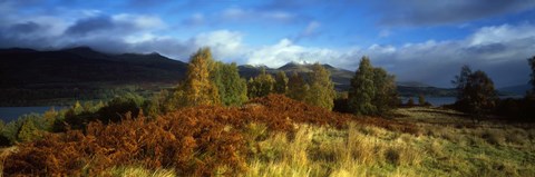 Framed Trees in a field, Loch Tay, Scotland Print