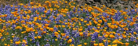 Framed California Golden Poppies (Eschscholzia californica) and Bush Lupines (Lupinus albifrons), Table Mountain, California, USA Print