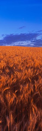 Framed Wheat Field WA Print