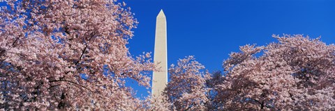 Framed Cherry Blossoms Washington Monument Print