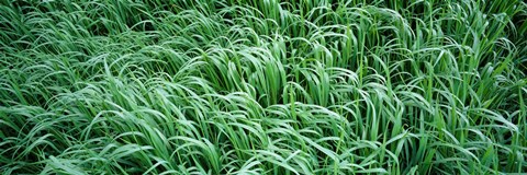 Framed High angle view of grass, Montana, USA Print