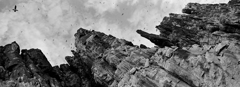 Framed Birds Nesting In Cliffs, Norway Print