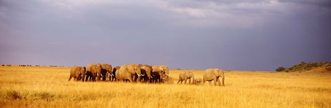 Framed Elephant Herd, Maasai Mara Kenya Print