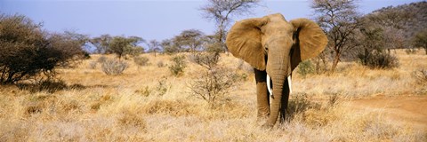 Framed Elephant, Somburu, Kenya, Africa Print