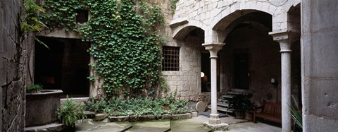 Framed Ivy on the wall of a house, Girona, Spain Print