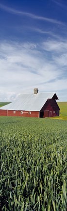 Framed Barn in a wheat field, Washington State (vertical) Print