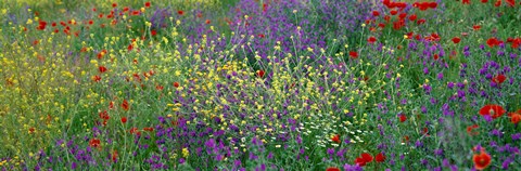 Framed Wildflowers El Escorial Spain Print