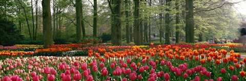 Framed Keukenhof Garden, Lisse, The Netherlands Print