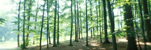 Framed Forest Scene with Fog, Odenwald, near Heidelberg, Germany Print