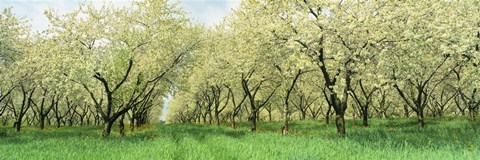 Framed Rows Of Cherry Tress In An Orchard, Minnesota, USA Print