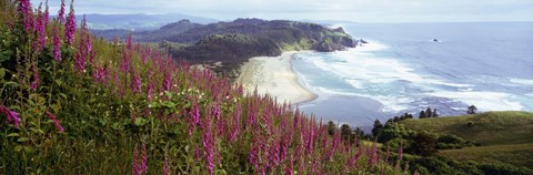 Framed Foxgloves At Cascade Head, Tillamook County, Oregon, USA Print