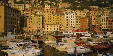 Framed Boats at the harbor, Camogli, Liguria, Italy Print