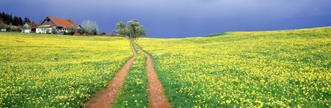 Framed Dirt road passing through a field, Germany Print