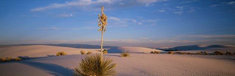 Framed Shrubs in the desert, White Sands National Monument, New Mexico, USA Print