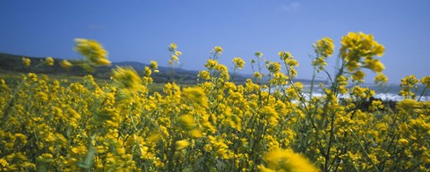 Framed Close-up of flowers, California, USA Print