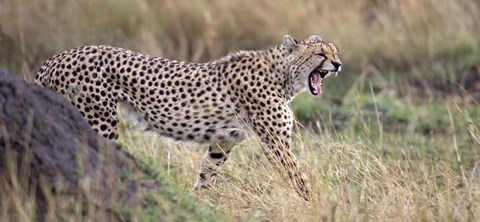 Framed Cheetah walking in a field Print