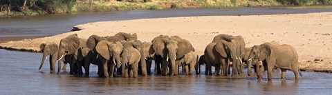 Framed Herd of African elephants at a river Print