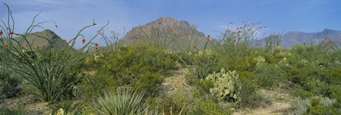 Framed Ocotillo Plants In A Park, Big Bend National Park, Texas, USA Print