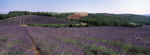 Framed Lavenders Growing In A Field, Provence, France Print