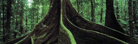 Framed Roots of a giant tree, Daintree National Park, Queensland, Australia Print