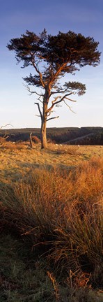 Framed Tree On A Landscape, Golden Hour, Helwath Plantation, Scarborough, North Yorkshire, England, United Kingdom Print