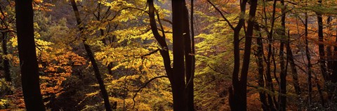 Framed Mid Section View Of Trees, Littlebeck, North Yorkshire, England, United Kingdom Print