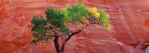 Framed Low Angle View Of A Cottonwood Tree In Front Of A Sandstone Wall, Escalante National Monument, Utah, USA Print