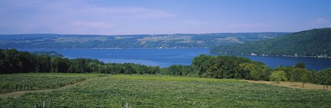 Framed High angle view of a vineyard near a lake, Keuka Lake, Finger Lakes, New York State, USA Print