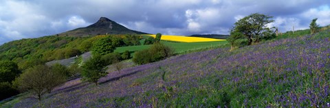 Framed Bluebell Flowers In A Field, Cleveland, North Yorkshire, England, United Kingdom Print