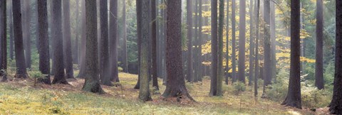 Framed Trees in the forest, South Bohemia, Czech Republic Print