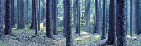 Framed Trees in a forest, South Bohemia, Czech Republic Print