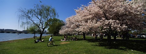 Framed Group of people in a garden, Cherry Blossom, Washington DC, USA Print