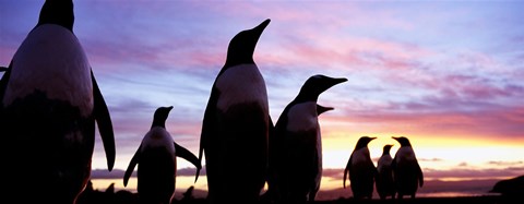 Framed Silhouette of a group of Gentoo penguins, Falkland Islands (Pygoscelis papua) Print