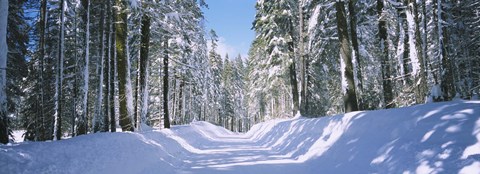 Framed Trees in a row on both sides of a snow covered road, Crane Flat, Yosemite National Park, California, USA Print