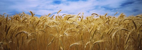 Framed Wheat crop growing in a field, Palouse Country, Washington State Print