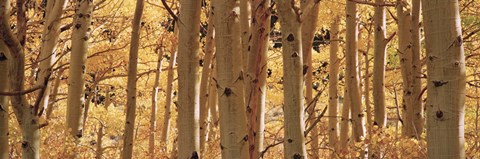 Framed Aspen trees in Autumn, Rock Creek Lake, California Print