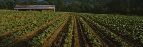 Framed Tobacco Field in North Carolina Print