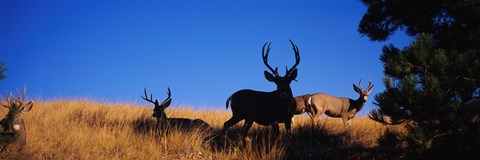Framed Mule Deer Print