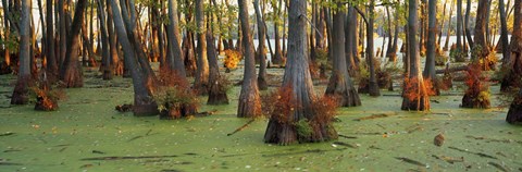 Framed Bald cypress trees (Taxodium disitchum) in a forest, Illinois, USA Print