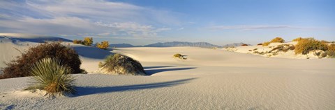 Framed Desert plants in a desert, White Sands National Monument, New Mexico, USA Print
