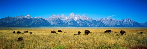 Framed Field of Bison with mountains in background, Grand Teton National Park, Wyoming, USA Print