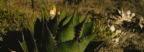 Framed Close-up of an aloe vera plant, Baja California, Mexico Print