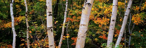 Framed Birch trees in a forest, New Hampshire, USA Print
